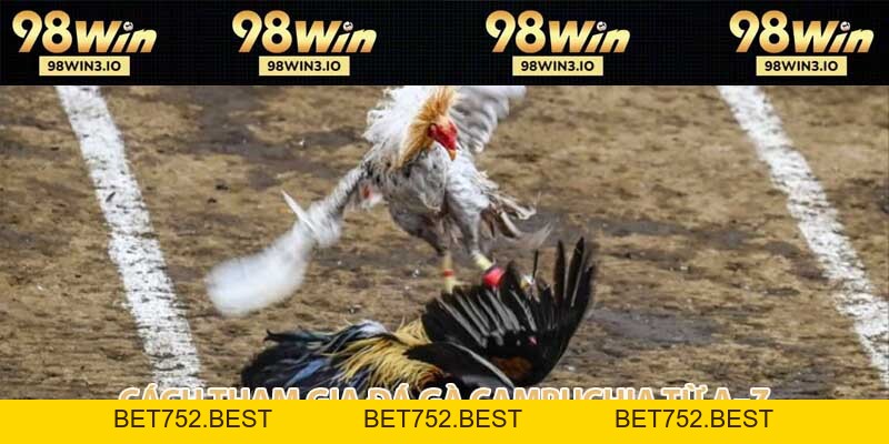 Đá Gà Campuchia - Giải Trí Hợp Pháp Sinh Lợi Dễ Dàng 2026 - BET752.BEST