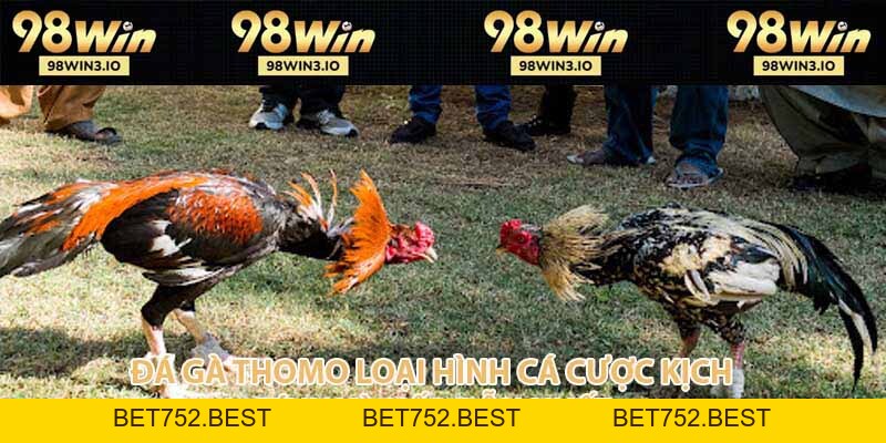 Đá Gà Thomo Loại Hình Cá Cược Kịch Tính Và Hấp Dẫn 2026 - BET752.BEST