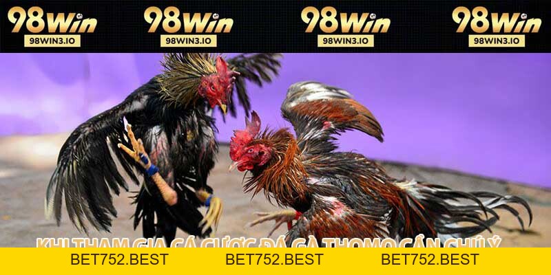 Đá Gà Thomo Loại Hình Cá Cược Kịch Tính Và Hấp Dẫn 2026 - BET752.BEST