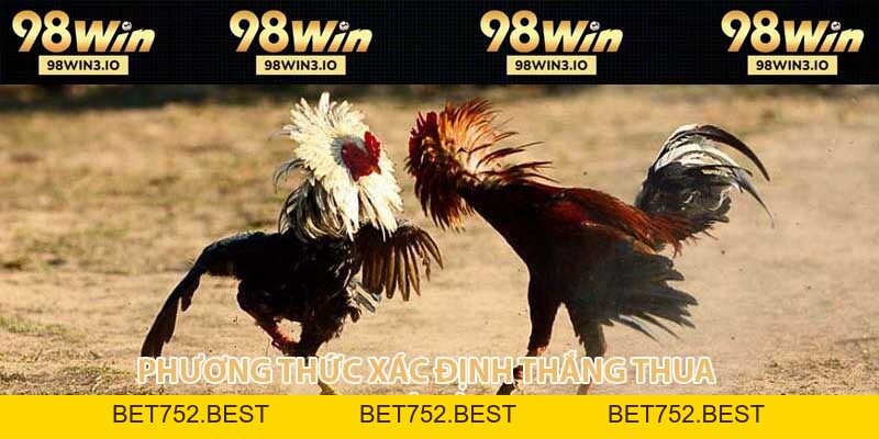 Đá Gà Thomo Loại Hình Cá Cược Kịch Tính Và Hấp Dẫn 2026 - BET752.BEST