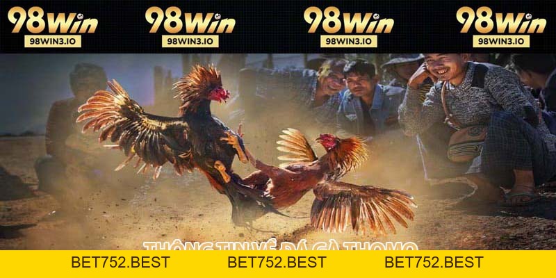 Đá Gà Thomo Loại Hình Cá Cược Kịch Tính Và Hấp Dẫn 2026 - BET752.BEST