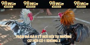 Đá Gà 98WIN - Đỉnh Cao Cá Cược Chọi Kê Năm 2026 - BET752.BEST
